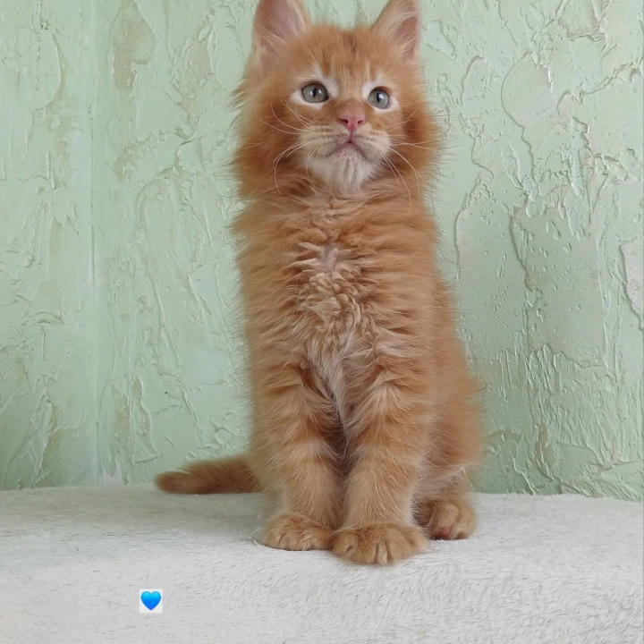 Unabi Maine Coon Kittens | Kittens for sale.