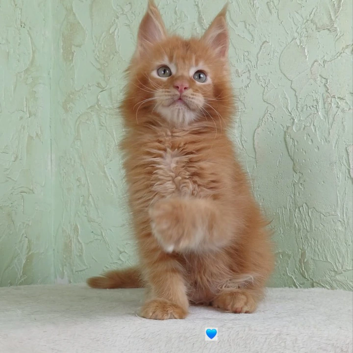 Unabi Maine Coon Kittens | Kittens for sale. 