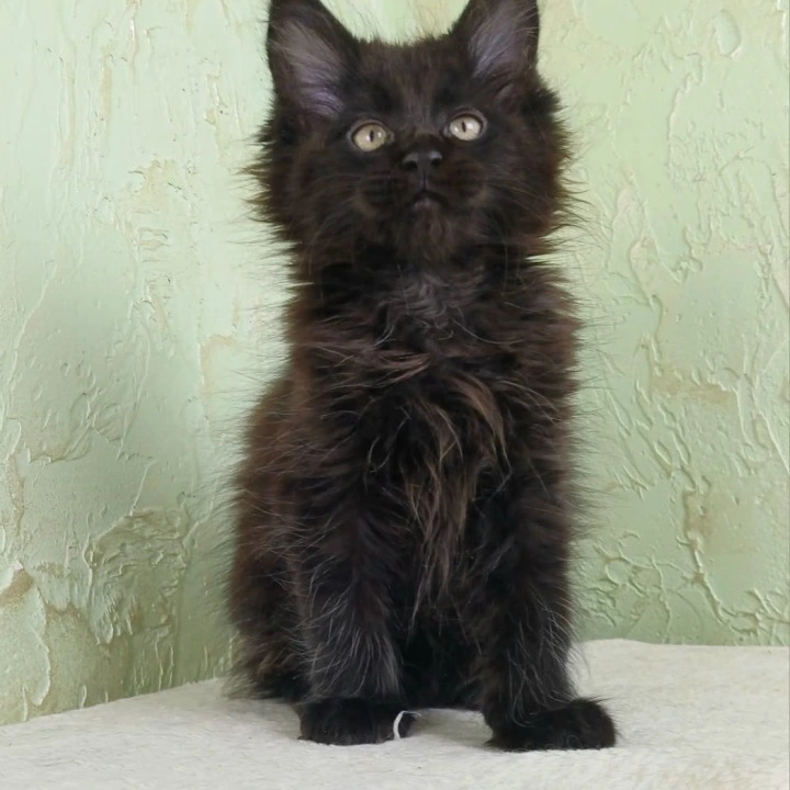 Falem Maine Coon Kittens | Kittens for sale. 