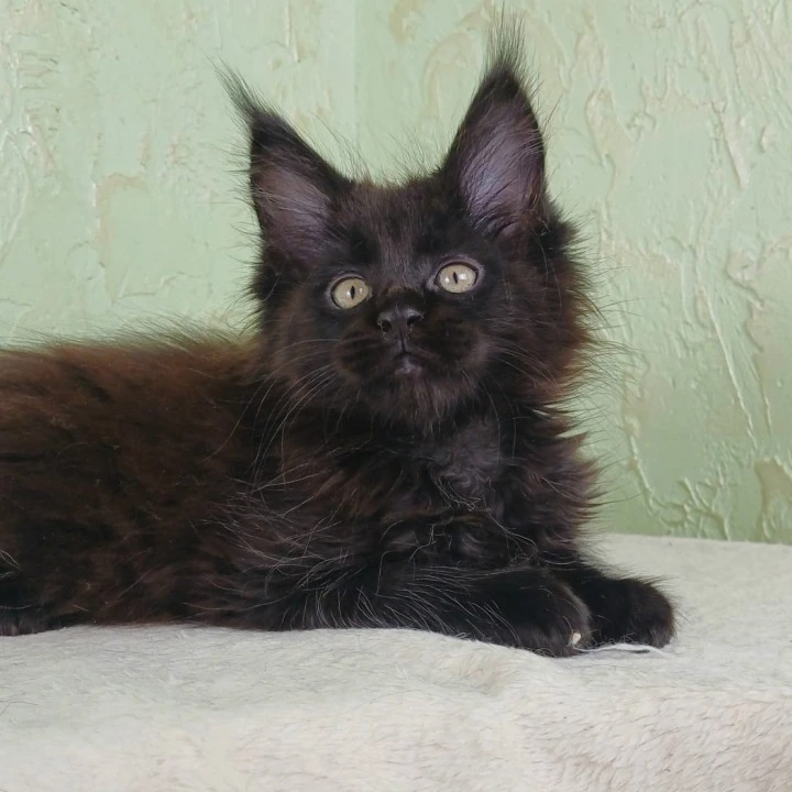 Falem Maine Coon Kittens | Kittens for sale. 