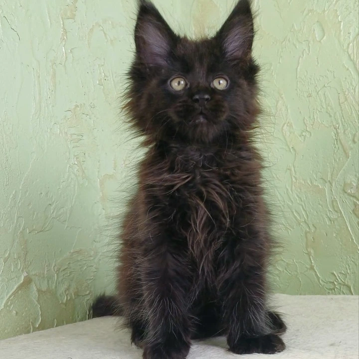 Falem Maine Coon Kittens | Kittens for sale. 