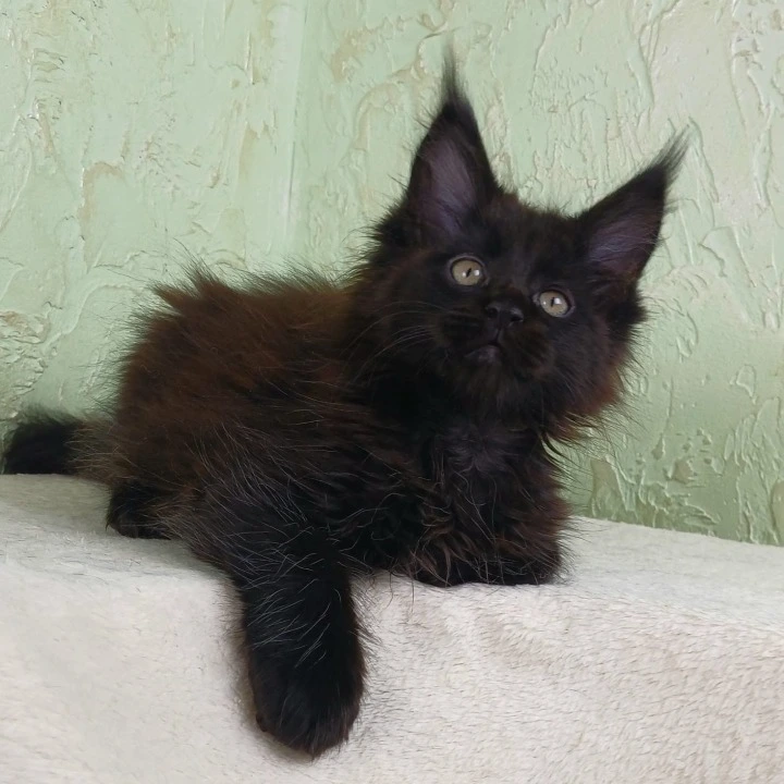 Falem Maine Coon Kittens | Kittens for sale. 