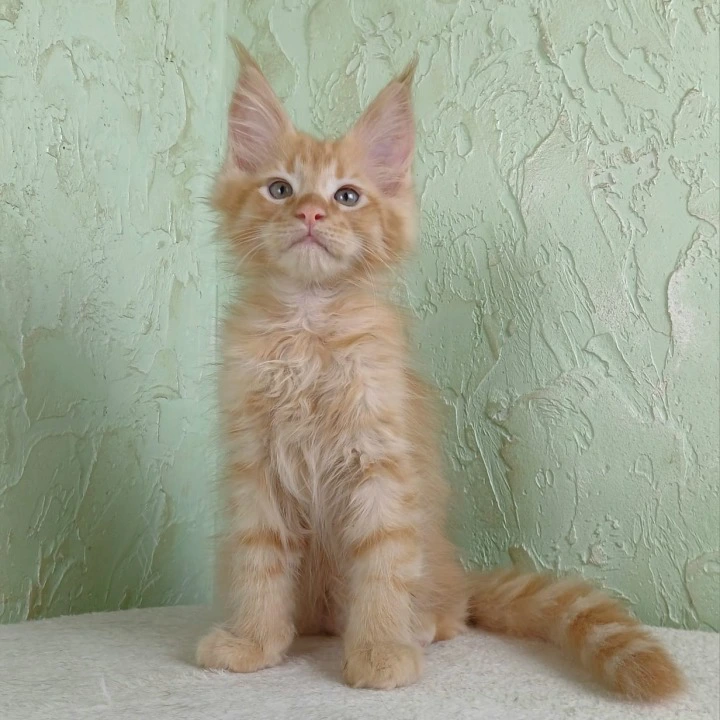 Filya-Yol Maine Coon Kittens | Kitten for sale. 