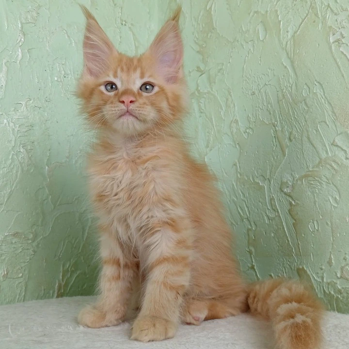 Filya-Yol Maine Coon Kittens | Kitten for sale. 