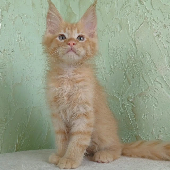 Filya-Yol Maine Coon Kittens | Kitten for sale. 