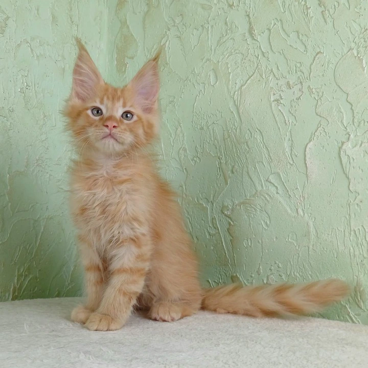 Filya-Yol Maine Coon Kittens | Kitten for sale. 