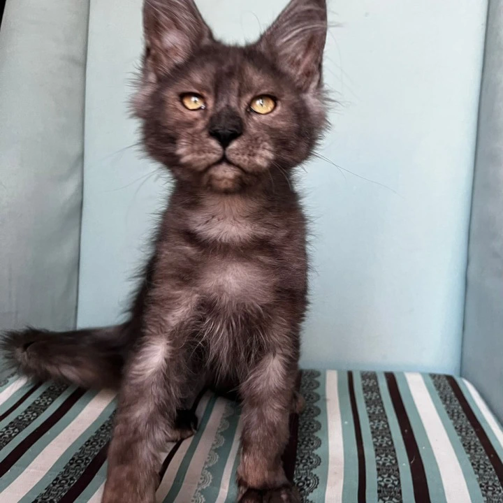 Ferrari Maine Coon Kittens | Kitten for sale. 