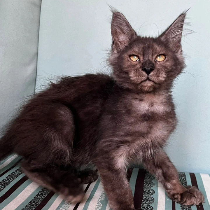Ferrari Maine Coon Kittens | Kitten for sale. 