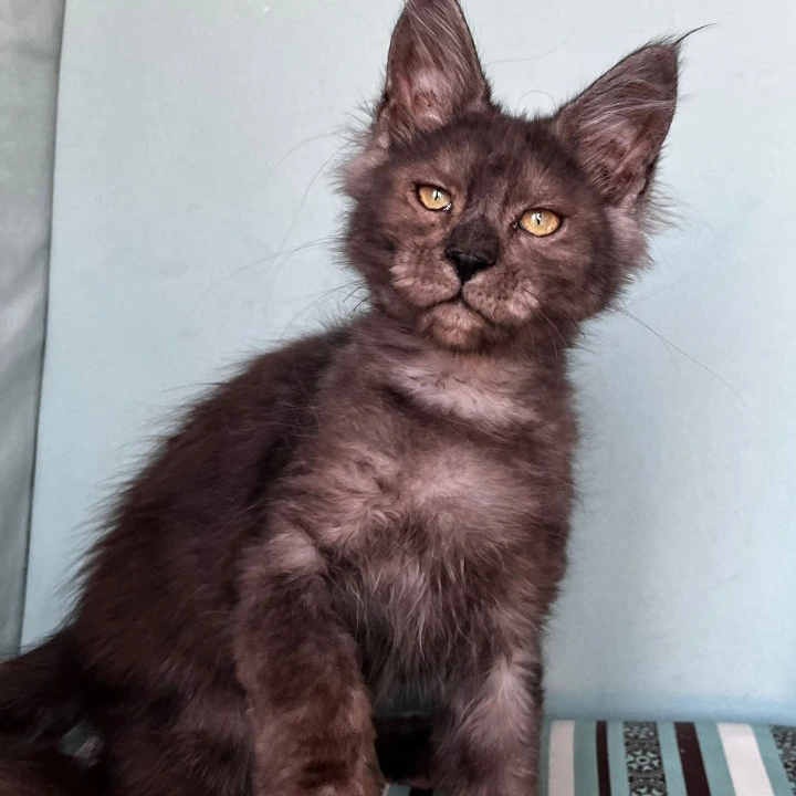 Ferrari Maine Coon Kittens | Kitten for sale. 