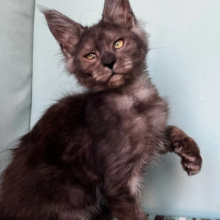 Ferrari Maine Coon Kittens | Kitten for sale. 