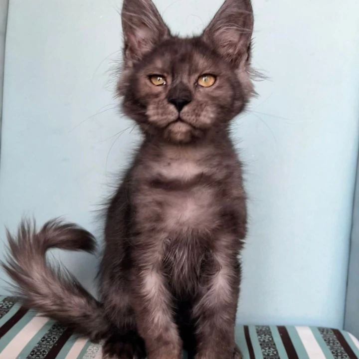 Ferrari Maine Coon Kittens | Kitten for sale. 