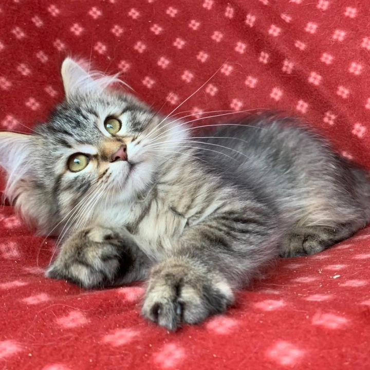 Charlie Siberian Kittens | Large selection of kittens. 