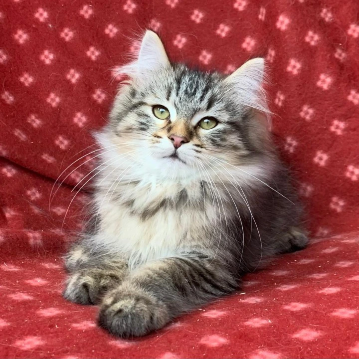 Charlie Siberian Kittens | Large selection of kittens. 