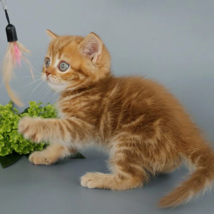 Philippa Scottish Straight/Fold  Kittens | Kitten for sale. 