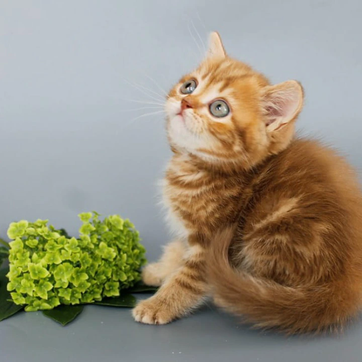 Philippa Scottish Straight/Fold  Kittens | Kitten for sale. 