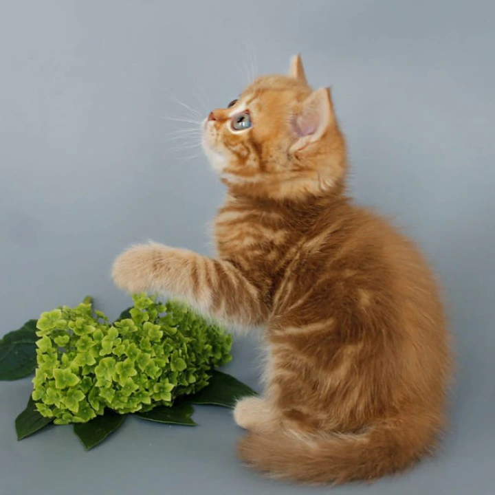 Philippa Scottish Straight/Fold  Kittens | Kitten for sale. 