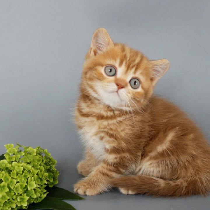 Philippa Scottish Straight/Fold  Kittens | Kitten for sale. 