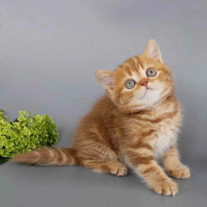Philippa Scottish Straight/Fold  Kittens | Kitten for sale. 