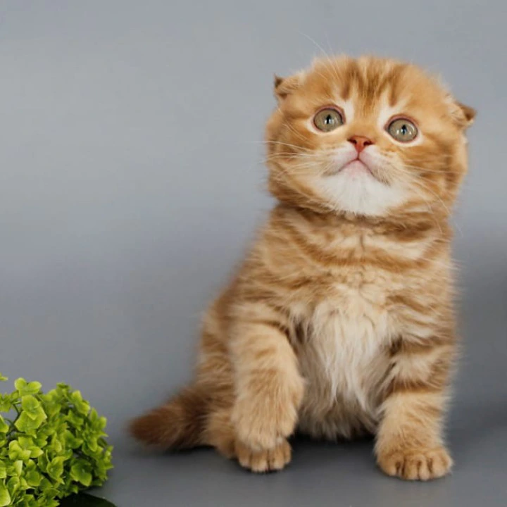 Persey Scottish Straight/Fold  Kittens | Large selection of kittens. 