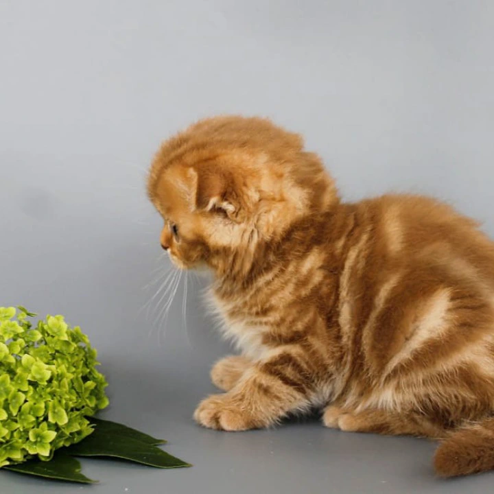 Persey Scottish Straight/Fold  Kittens | Large selection of kittens. 