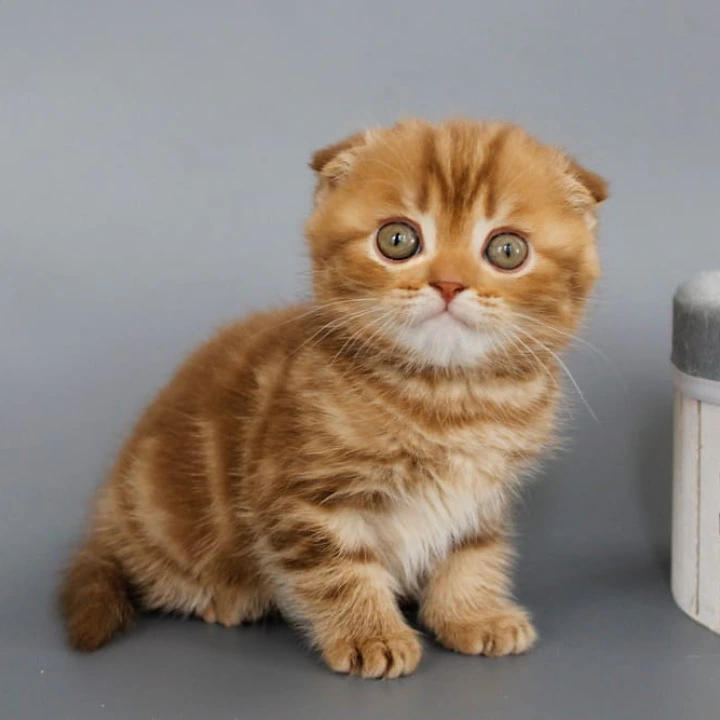 Persey Scottish Straight/Fold  Kittens | Large selection of kittens. 
