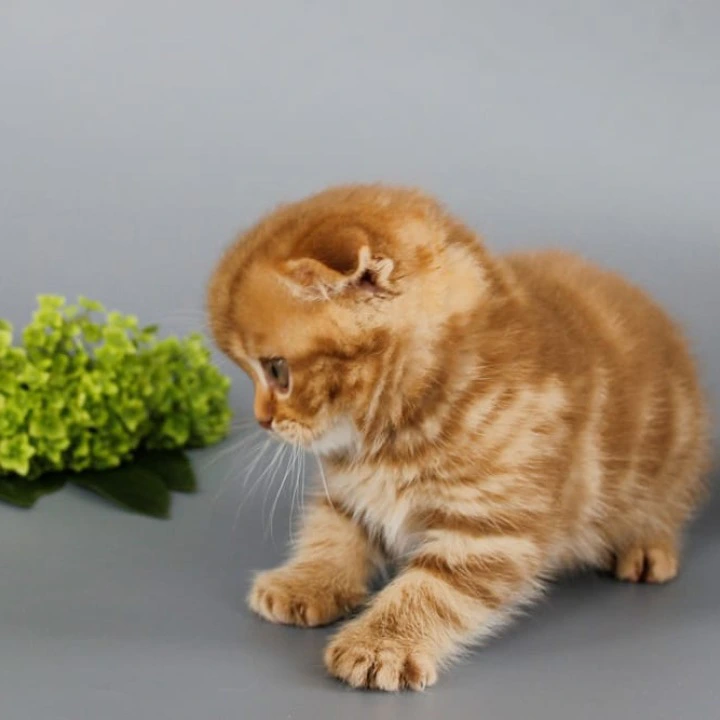 Persey Scottish Straight/Fold  Kittens | Large selection of kittens. 