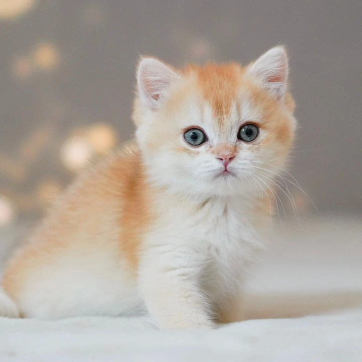 Simba British Shorthair Kittens | Kitten for sale. 