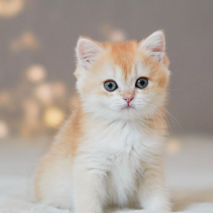 Simba British Shorthair Kittens | Kitten for sale. 