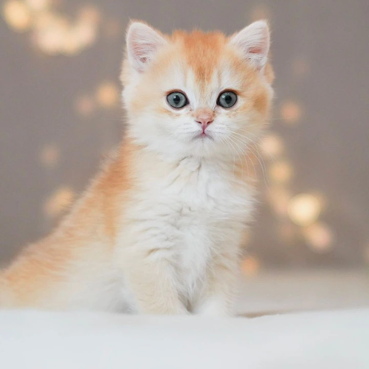 Simba British Shorthair Kittens | Kitten for sale. 