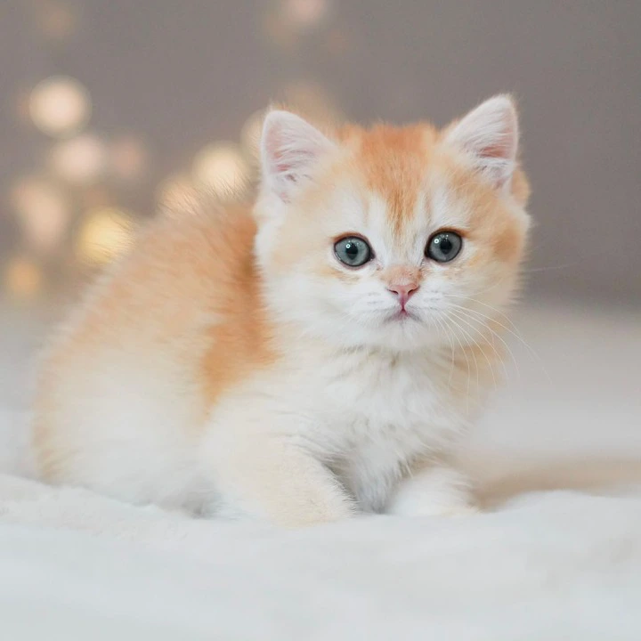 Simba British Shorthair Kittens | Kitten for sale. 