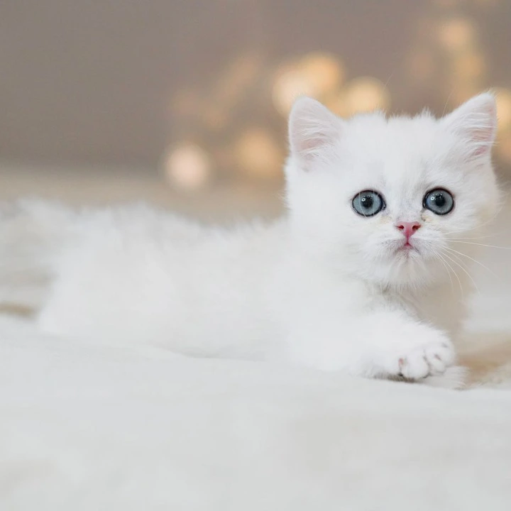 Sonic British Shorthair Kittens | Buy a kitten. 