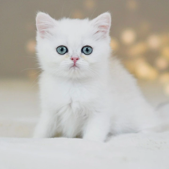 Sonic British Shorthair Kittens | Buy a kitten. 