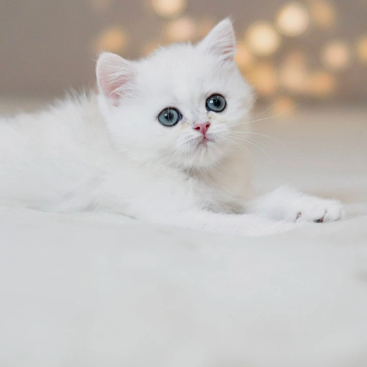 Sonic British Shorthair Kittens | Buy a kitten. 