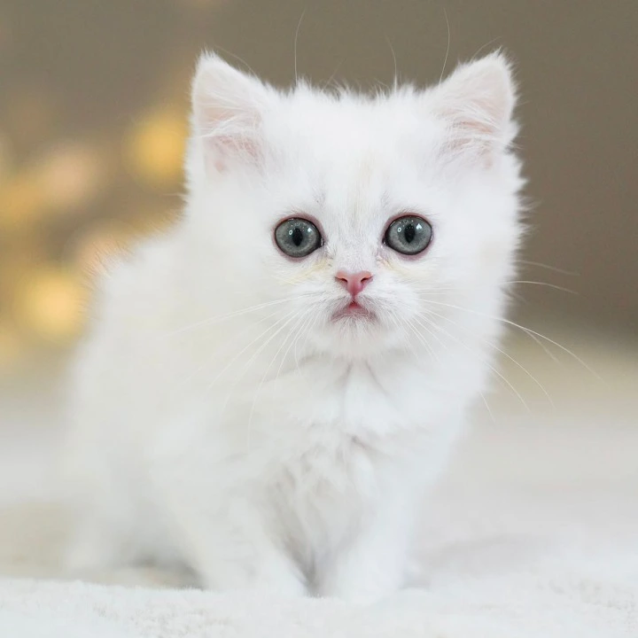 Stitch British Shorthair Kittens | Kitten for sale. 