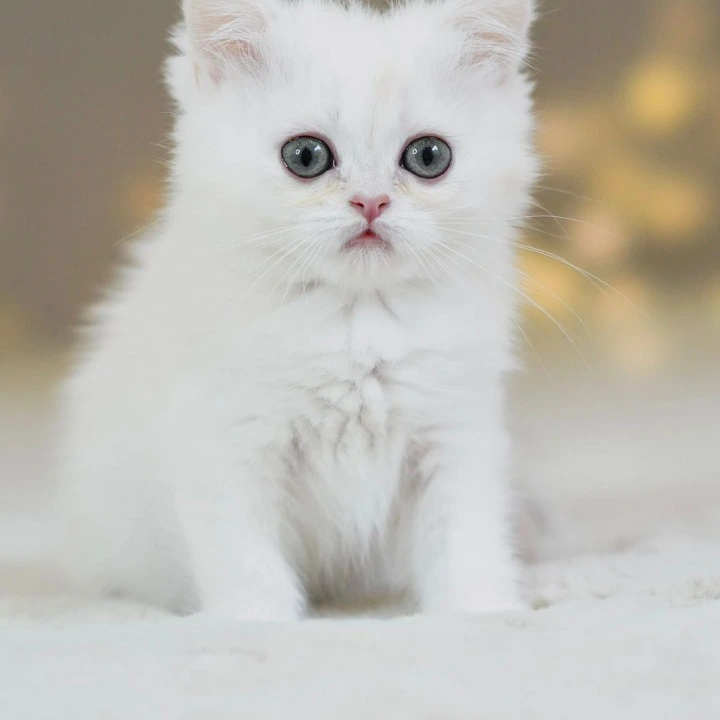 Stitch British Shorthair Kittens | Kitten for sale. 