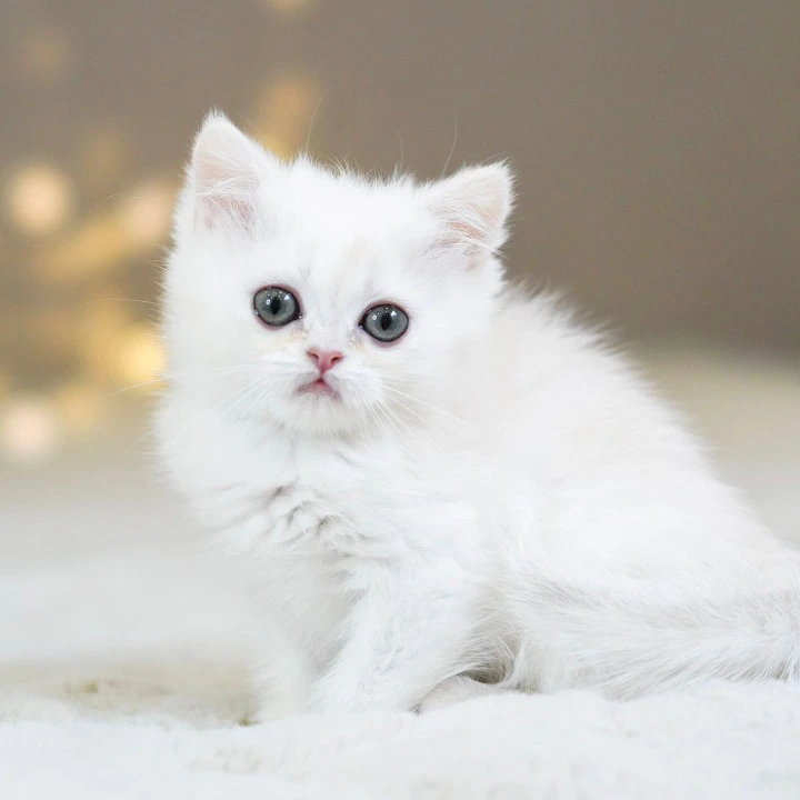 Stitch British Shorthair Kittens | Kitten for sale. 