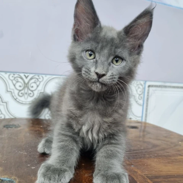 Litter Q female Maine Coon Kittens | Large selection of kittens. 