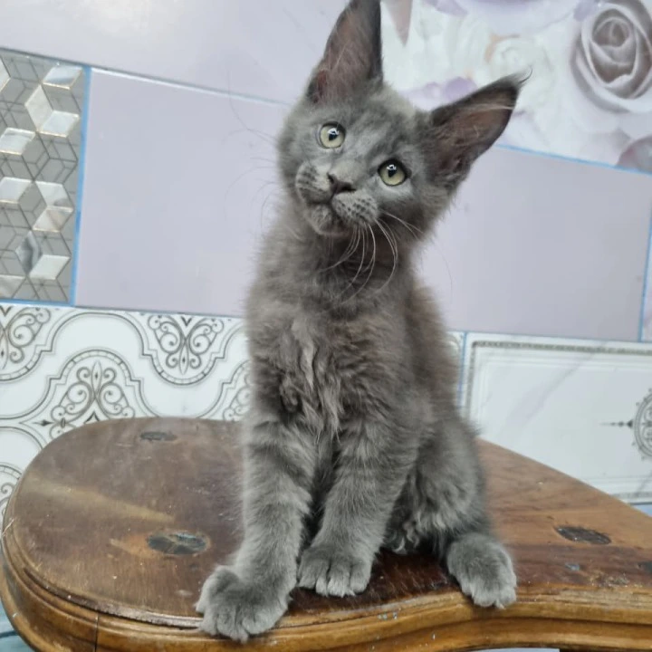 Litter Q female Maine Coon Kittens | Large selection of kittens. 
