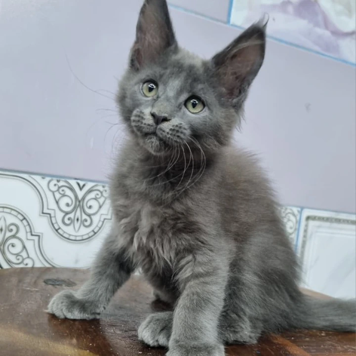 Litter Q female Maine Coon Kittens | Large selection of kittens. 