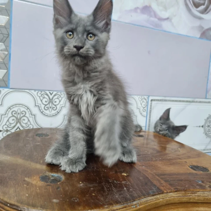 Litter Q male Maine Coon Kittens | Kitten for sale. 