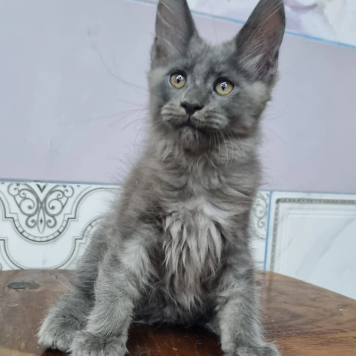 Litter Q male Maine Coon Kittens | Kitten for sale. 