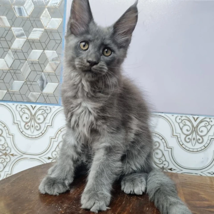 Litter Q male Maine Coon Kittens | Kitten for sale. 