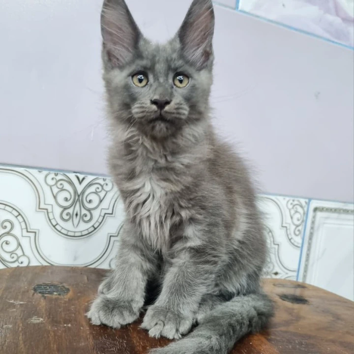 Litter Q male Maine Coon Kittens | Kitten for sale. 