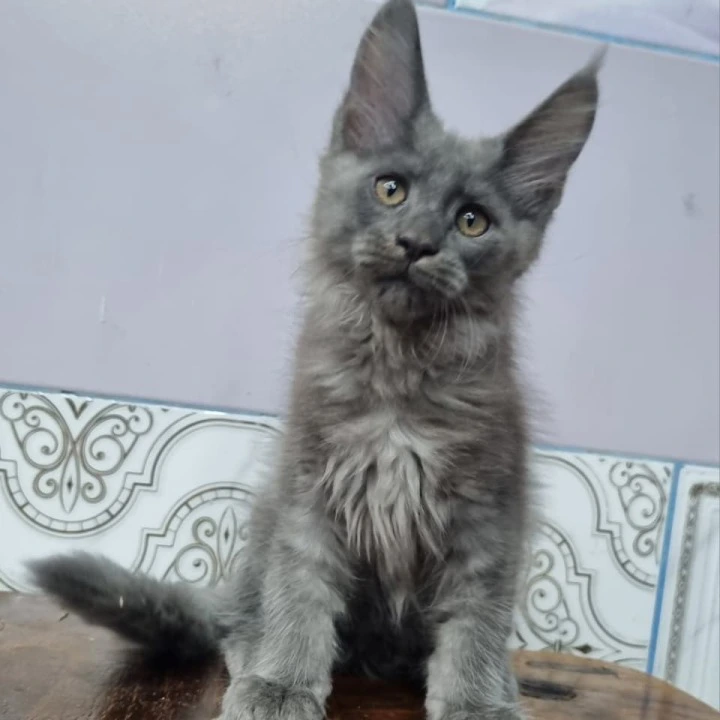 Litter Q male Maine Coon Kittens | Kitten for sale. 