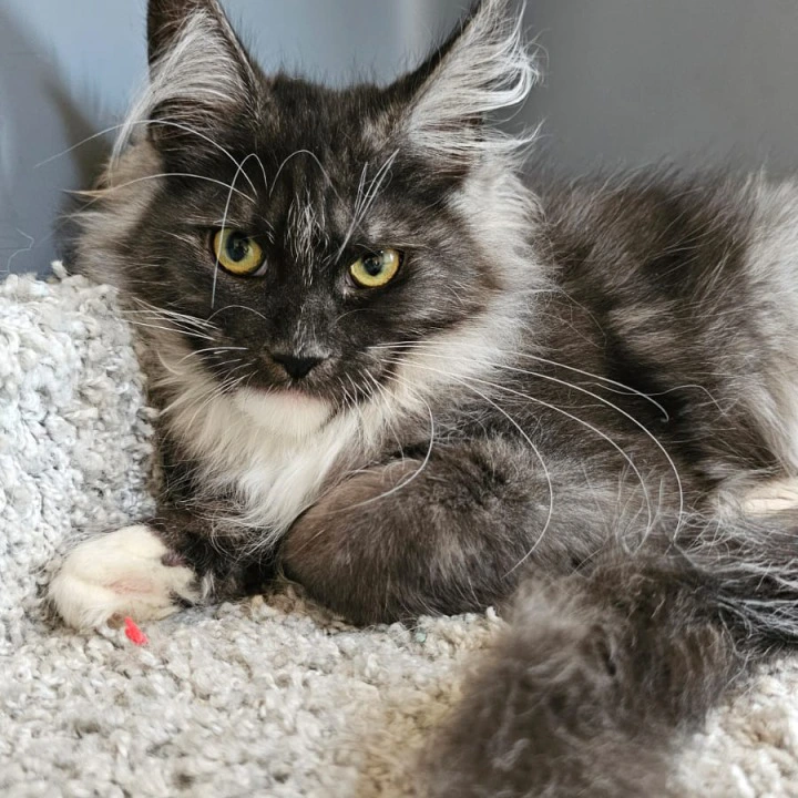 Nina Maine Coon Kittens | Kitten for sale. 