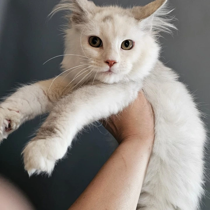 Nika Maine Coon Kittens | Kittens for sale. 