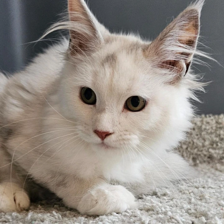 Nika Maine Coon Kittens | Kittens for sale. 