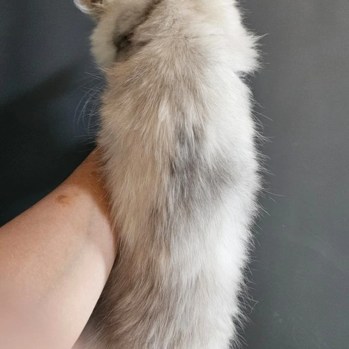 Nika Maine Coon Kittens | Kittens for sale. 