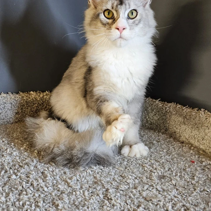 Mars Maine Coon Kittens | Kitten for sale. 