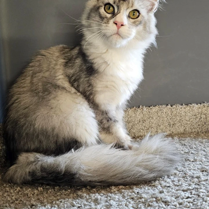 Mars Maine Coon Kittens | Kitten for sale. 